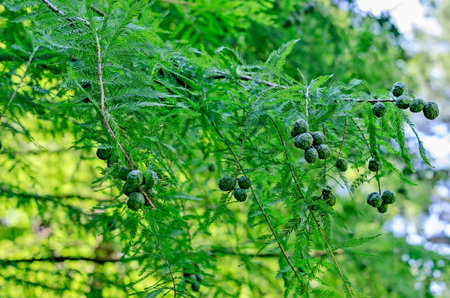 Arboretum in Sochi, Russia, founded in 1892.の写真素材