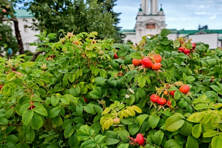 The Golden ring of Russia, a monastery of the Spaso-Yakovlevsky Dimitriev, founded in 1389, city of Rostov Veliky.の写真素材
