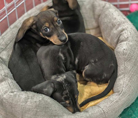 Cute black puppy dog in the cage の写真素材
