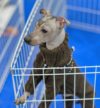 Cute blonde puppy dog in the cage の写真素材