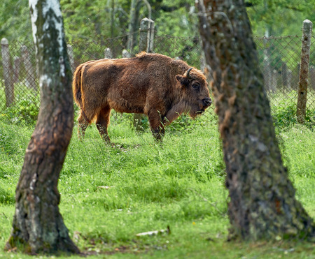 Prioksko-Terrasny nature reserve, Serpukhov district.の写真素材