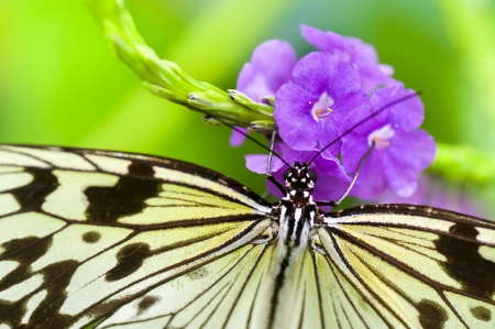 Close up on a feeding malabar tree nymph butterfly の写真素材