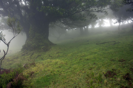 Fog Surrounding The Trees