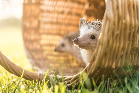 Small hedgehog wants to have a walkの写真素材