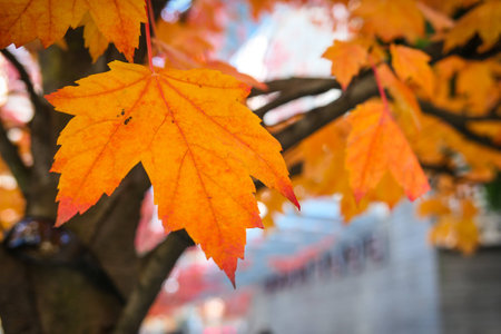 Maple leaf in autumn seasonの写真素材