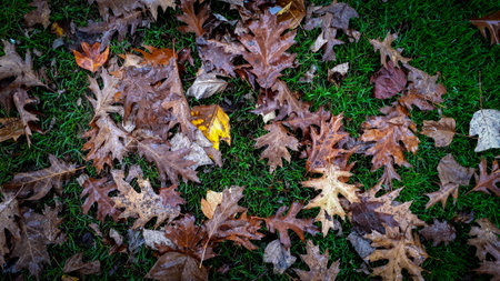 Brown leaves on the streetの写真素材