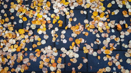 Yellow leaves on the streetの写真素材