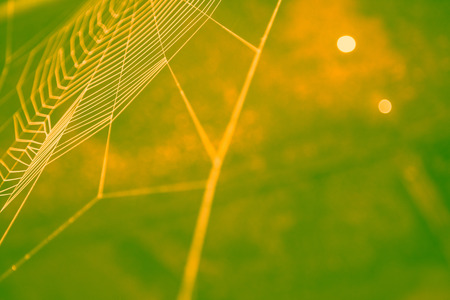 Abstract image in yellow and green of a cobweb in closeup.の写真素材