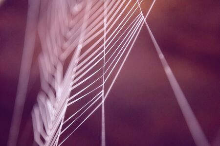 Abstract image in purple of a cobweb in closeup.の写真素材