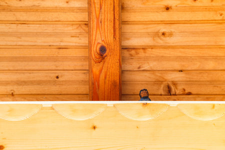 Swallow bird under a wooden shelter.