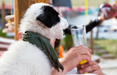 Cute puppy with Surf accessories on the beach against the man drinking beer.の写真素材