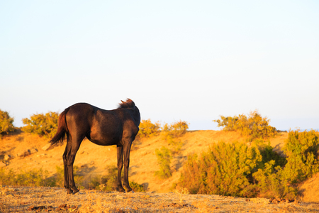 Brown foal on a mountain meadow.の写真素材