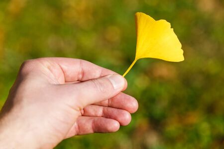 Hand holding yellow leaf of Ginkgo Biloba in the Autumn. Natural blurred background.の写真素材