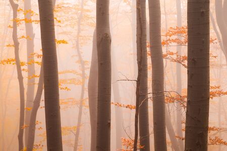 Misty autumn forest with colorful orange leaves glimpsed through the tree trunks in an atmospheric seasonal landscape conceptual of the changing seasons and weatherの写真素材