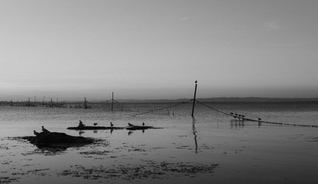 The calm sea and the fishing lines captured in a contrasting black and white.の写真素材