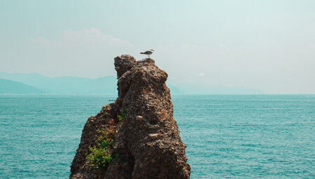 A seagull standing on a rock.の写真素材