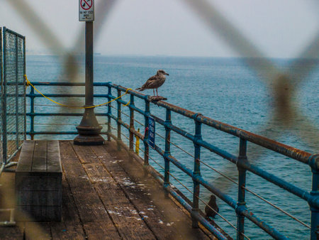 Seagull sitting on the railing of the pier in Santa Monica, Los Angeles.の写真素材