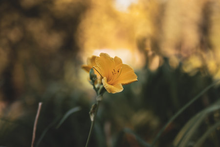 Beautiful yellow flowers in the garden. Soft focus and beautiful bokeh.の写真素材