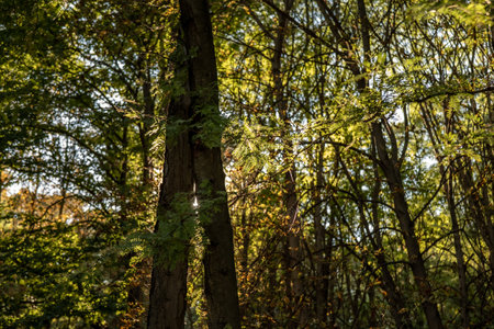 Autumn forest on a sunny day. Green leaves of trees.の写真素材