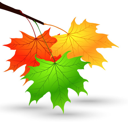 Bright Colorful Maple Leaves on the Branch. Isolated on White Backgroundのイラスト素材