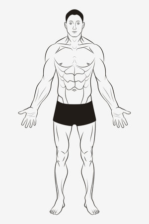 Men's Body and Male Human Anatomy. Shape and Outline Templateのイラスト素材