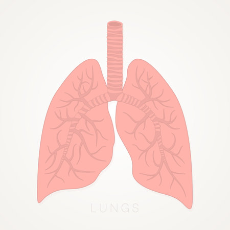 Lungs Human. Internal Organs of the Human. Anatomy, Medicine Concept. Healthcare. Isolated on White Background. Vector Detailed Illustrationのイラスト素材