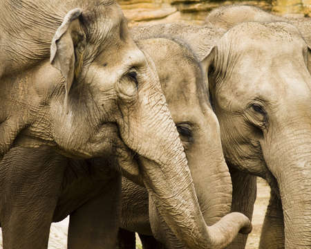 Three elephants with their heads and trunks close togetherの写真素材