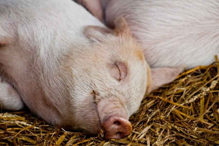 Happy sleeping pigletの写真素材