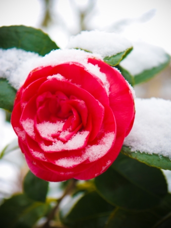 Early spring Rose in the snowの写真素材