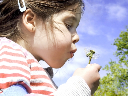 young girl blowing a dandelion headの写真素材
