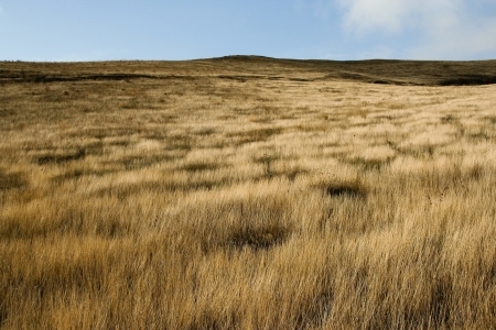 Shot of a summer field with a windの写真素材