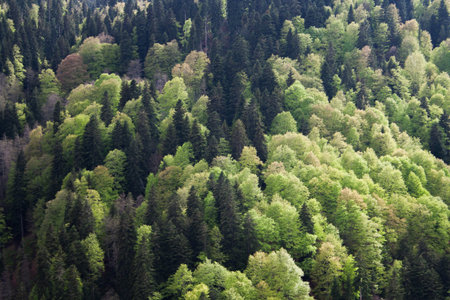 View of the mixed forest