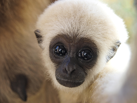 A baby lar gibbon ape, Hylobates larの写真素材