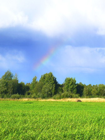 Endless fields with green grass bent with the wind. Birch forest is on the background. The rain is over and the sun is shining. The rainbow is seen in the cleared sky among the clouds.の写真素材