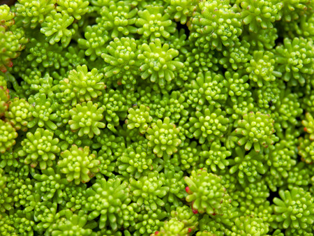 A close-up of a flower-bed of Spanish stonecrop plants, Sedum hispanicum. Green sprouts form a colorfull background.の写真素材