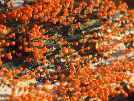 Slime mould, or myxomycete, Trichia decipiens. Myxomycete is a special organism that gathers from many microscopic unicellular amoebae. Many orange fruit bodies on a surface of a sunlit touchwood.の写真素材