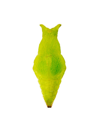 A green pupa of the Papilio hipponous butterfly isolated on white background. Pupae is a stage between caterpillars and butterflies. Bright green is one of the color variants for this species.の写真素材