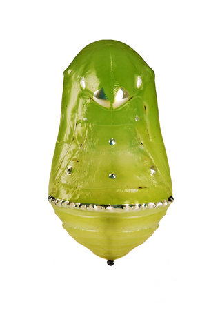 A yellow-green metallic glitering pupa of the blue tiger butterfly, Tirumala limniace, isolated on white background. Pupae is a stage between caterpillars and butterflies.の写真素材