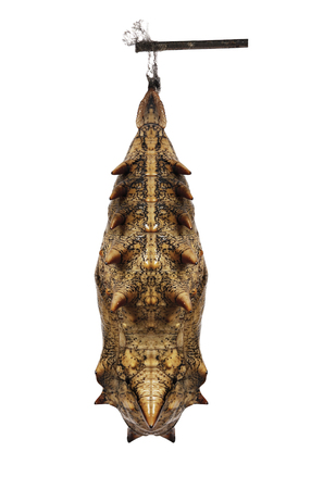 A grey prickly pupa of the forest, or common, mother-of-pearl butterfly, Salamis, or Protogoniomorpha, parhassus, isolated on white background. Pupae is a stage between caterpillars and butterflies.の写真素材