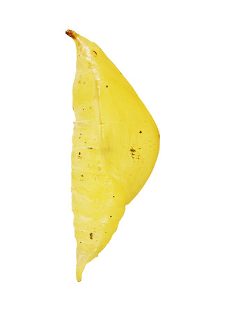 A gibbous pale yellow pupa of the great orange tip butterfly, Hebomoia glaucippe, isolated on white background. Pupae is a stage between caterpillars and butterflies.の写真素材