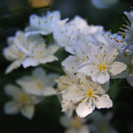 White beautiful fragile flowers with yellow stamens on dark backgroundの写真素材