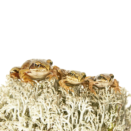 Three tiny frogs on reindeer lichen isolated on white backgroundの写真素材