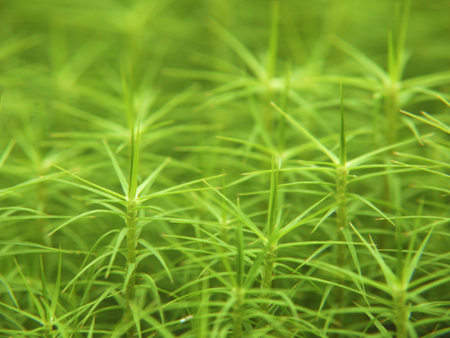 A flower-bed of green moss in summer makes an abstract backgroundの写真素材