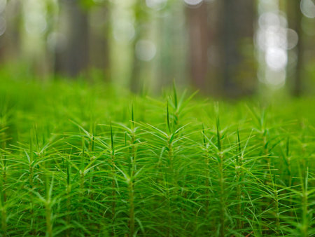 A flower-bed of green moss in summer on blurred background