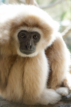 Adult male lar gibbon ape, Hylobates lar, is sitting with his legs pulled up and his head rested on his knees, in a pensive or sad pose. A monkey has black snout and brown hair.の写真素材