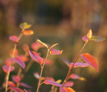 Bush branches with red leaves in fall on blurred backgroundの写真素材