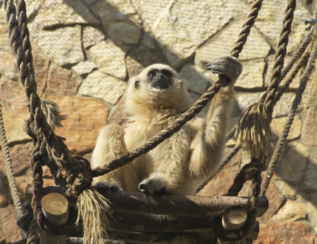 Adult male lar gibbon ape, Hylobates lar, is sitting on high platform and holds a rope. A monkey has black snout and brown hair.の写真素材