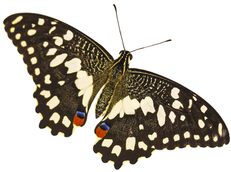 A lime swallowtail butterfly, Papilio demoleus, from the South-East Asia, with its wings spread isolated on white backgroundの写真素材