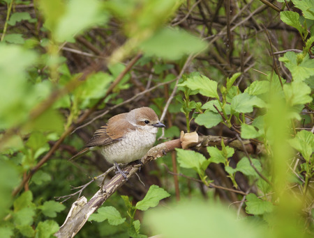 A nestling of the red-backed shrike, Lanius collurio, on a branch among the leaves. The touching young bird, a fledgling, has a brown back and a light hawk-like chestの写真素材