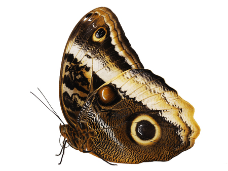 The yellow-edged giant owl butterfly, Caligo atreus, isolated on white background with wings closed. A big eyespot and a yellow stripe are seen on the underside of its wings.の写真素材